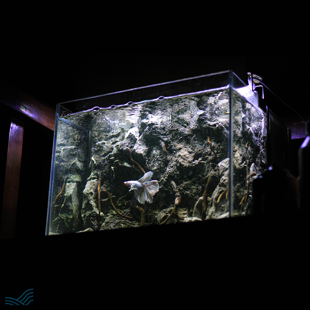 aquascape